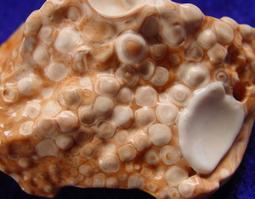 《※精品水晶※》龍宮舍利胸墜 C191104 鈦晶 碧璽 天珠 舒俱徠 晶球 晶柱 紫晶洞 聚寶盆 骨幹水晶 激光水晶 歷史價格詳細信息