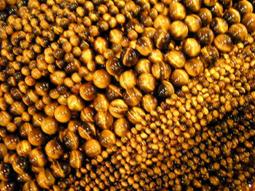 AAA 8-9mm Real Pearl ROSARY CROSS Relic Jesus Cross CRUCIFIX CATHOLIC NECKLACE 歷史價格詳細信息