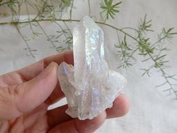 巴西木水培幸運木帶芽發貨小盆栽室內辦公室桌面水養懶人植物擺件 歷史價格詳細信息