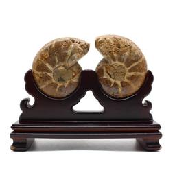 天然玉化貝殼手串玉化貝佛珠 海底玉高冰透冰透手串手錬安神靜心 歷史價格詳細信息