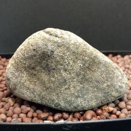 【通天寶】 天然冰種岫玉 超級大【白菜】百財如意 玉質细膩 中國四大名玉 晶瑩溫潤 精心雕琢 裝飾擺件 P81 歷史價格詳細信息