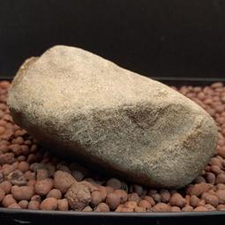 (芳寶貝藝品)T1、正場老坑莫西砂、辣綠乾青料、緬甸天然翡翠原石、高端翡翠賭石、收藏料、台灣現貨 歷史價格詳細信息