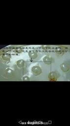 古玉鑒定，每件兩高古玉鑒定評估，每件兩，直拍即可，不要相119 歷史價格詳細信息