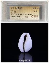 先秦，天然貝，公博85分，標版，單枚58，批發5枚起45一8199 歷史價格詳細信息