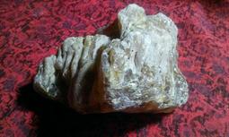 原脂白星月菩提子藏式直切桶珠5x4mm正月160顆手串文玩佛珠 歷史價格詳細信息