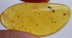昆蟲琥珀[A3604-6876-1]100%純天然 無任處理 11.5克拉 20百萬年的歷史的天然琥珀產於多米尼加共和國 歷史價格詳細信息