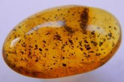 多米尼加20比索 1990年 DOMINICAN REPUB492 歷史價格詳細信息