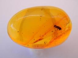 多米尼加20比索 1990年 DOMINICAN REPUB492 歷史價格詳細信息