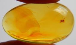 多米尼加20比索 1990年 DOMINICAN REPUB492 歷史價格詳細信息