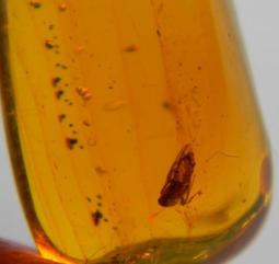 昆蟲琥珀[A3604-6876-1]100%純天然 無任處理 11.5克拉 20百萬年的歷史的天然琥珀產於多米尼加共和國 歷史價格詳細信息