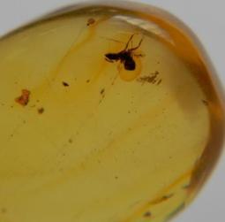 昆蟲琥珀[A3604-6876-1]100%純天然 無任處理 11.5克拉 20百萬年的歷史的天然琥珀產於多米尼加共和國 歷史價格詳細信息