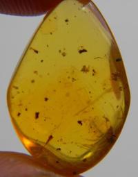 昆蟲琥珀[A3604-6876-1]100%純天然 無任處理 11.5克拉 20百萬年的歷史的天然琥珀產於多米尼加共和國 歷史價格詳細信息