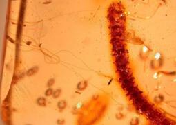 昆蟲琥珀[A3604-6876-1]100%純天然 無任處理 11.5克拉 20百萬年的歷史的天然琥珀產於多米尼加共和國 歷史價格詳細信息