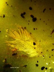 緬甸少見軍政府舊版（國父像） 歷史價格詳細信息