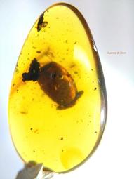 自由的蜂鳥：加州男子監獄的真實故事，藝術讓人再次飛翔 歷史價格詳細信息