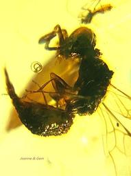 自由的蜂鳥：加州男子監獄的真實故事，藝術讓人再次飛翔 歷史價格詳細信息