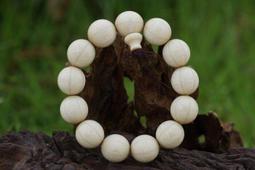 阿木小舖~五台山六道木加葫蘆手鍊 念珠 佛珠 手串15mm(199含運)60649 歷史價格詳細信息