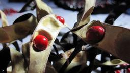 相思樹情侶手鏈一對潮流小清新情人節禮物時尚簡約荊棘花情侶手環 歷史價格詳細信息