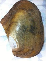 [珍藏世界]薩摩亞2023年5元塑膠鈔P47全新品相 歷史價格詳細信息