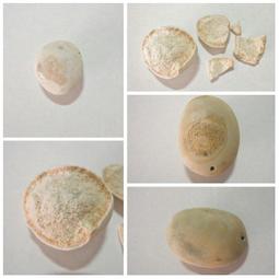 龍宮盜寶 Looterz (附推廣卡) 繁體中文版 台北陽光桌遊商城 歷史價格詳細信息