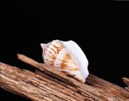 西藏曼紮盤s99純銀曼紮盤供修八吉祥曼茶羅一套藏傳密宗佛具10cm 歷史價格詳細信息