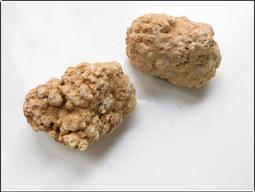 【雅之賞|藏傳|佛教文物】特賣*龍宮舍利 腦舍利(2個)~504896 價格比較,價格查詢,歷史價格詳細信息