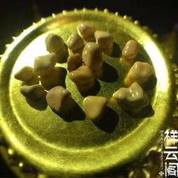 【小新宗教】釋迦牟尼綠色彩金堅固子一瓶舍利子三千顆供舍利塔嘎烏盒12年老店 歷史價格詳細信息