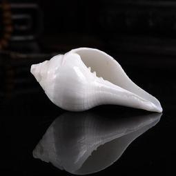 佛教用品 尼泊爾佛家左旋生物右旋天然白海螺密宗法器 八供海螺 歷史價格詳細信息