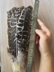 【聖慈堂】 黑芥子 除煞 避邪 重量50g 產地印度. 歷史價格詳細信息