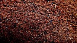 【降真香車珠料】正棋楠，奇楠級，親民高品香，降真香手把玩件，小葉降真珠子邊角料，過手留香，捏之成團，車珠塊料，打粉亦可，（一斤600克價格） 歷史價格詳細信息