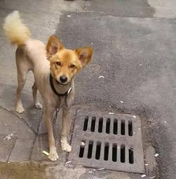 日日生財銅錢 福在眼前 招財錢 寶泉永富銅錢 古錢 銅錢 3.5cm 買10送1 歷史價格詳細信息