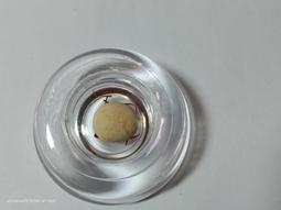 【冬瓜妹】佛陀法句經 第一卷 有畫線(奧修．1994年初版) 1FD 歷史價格詳細信息