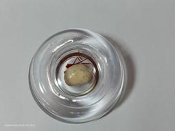 【冬瓜妹】佛陀法句經 第一卷 有畫線(奧修．1994年初版) 1FD 歷史價格詳細信息