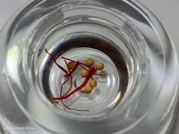 緬甸舍利子博物館恭請釋迦牟尼佛佛瑙堅固子佛腦舍利子9~12mm可裝藏舍利塔佛塔寶塔噶烏盒佛盒嘎烏盒一尊（顆） 歷史價格詳細信息