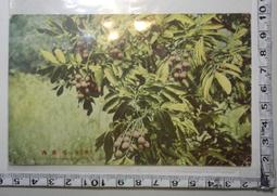 【台灣博土TWBT】201301-024民國67年《王子》雜誌半月刊，第261期（脫落） 歷史價格詳細信息