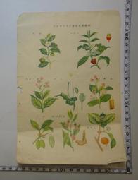 【台灣博土TWBT】201306-108 民國43年 中國國民黨台灣省台中縣委會當選常務委員證明書 歷史價格詳細信息