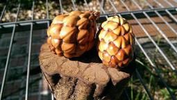 （稀有進口Shop限定版）Funko Pop Zodiac星座系列：處女座Virgo（03） 歷史價格詳細信息