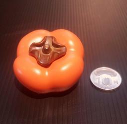 【星辰陶藝】(1組5入) 木火土金水~招財五行陶瓷錢幣，開運擺飾，可放在聚寶盆跟財源滾滾 歷史價格詳細信息