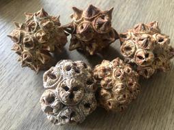 桉歲杉天然玉石骨灰壇罐大號小號骨灰盅桶骨灰盒陶瓷漢白玉骨灰壇 歷史價格詳細信息