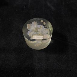 早期 日本 飛燕花 飛燕草 標本 紙鎮 / lo 價格比較,價格查詢,歷史價格詳細信息