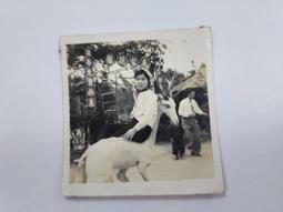 【台灣博土TWBT】202401-258 日光牌 標籤紙 老件 興國工廠 歷史價格詳細信息