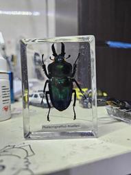 鍬形蟲.兜蟲 世界的甲蟲 江良達雄 彭春美 漢欣文化 無劃記 26T 歷史價格詳細信息