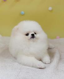 【WEI-I 味一食品】經典鮪魚鬆&旗魚鬆&鮭魚鬆&豬肉鬆&素香鬆任選2罐(SGS檢驗合格) 歷史價格詳細信息