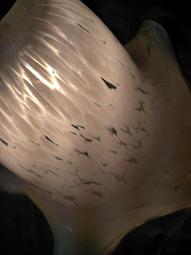 老銅吊燈 皮殼美 奶油燈 奶油燈罩 歷史價格詳細信息