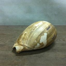 WH10481【四十八號老倉庫】二手 早期 台灣 米字 玻璃 燈罩 高11cm 有瑕 不含燈具【懷舊收藏擺飾道具】 歷史價格詳細信息