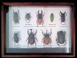 ［甲蟲］｛Mr.巨大扁先生｝CM婆羅洲南洋大兜 單母  免裝電池自動模型 歷史價格詳細信息