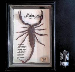 蠍子油 套組 阿贊濕 阿贊博通 聯合已開光加持 附鍊+瓶墜+滾珠瓶【泰國精品】已開光加持泰國佛牌 歷史價格詳細信息