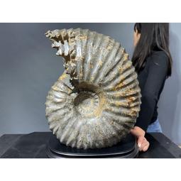 億萬彩票夢　【買四送一】台灣正版二手DVD (滿千免運費) ~75 元　米歇蒙茲 / 杰拉德比頓 歷史價格詳細信息