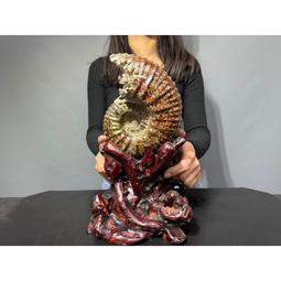 億萬彩票夢　【買四送一】台灣正版二手DVD (滿千免運費) ~75 元　米歇蒙茲 / 杰拉德比頓 歷史價格詳細信息