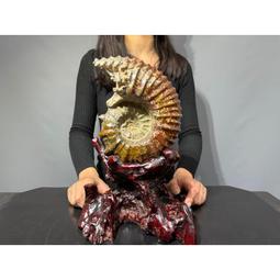 億萬年 形成  【天然老礦 琥珀特極品】 原礦13.5ㄨ12.5ㄨ4.2cm(322g)《有天然琥珀之香氣》 =S2-67 歷史價格詳細信息